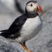 puffin_atlantic_msi_v_2738_can2125.jpg